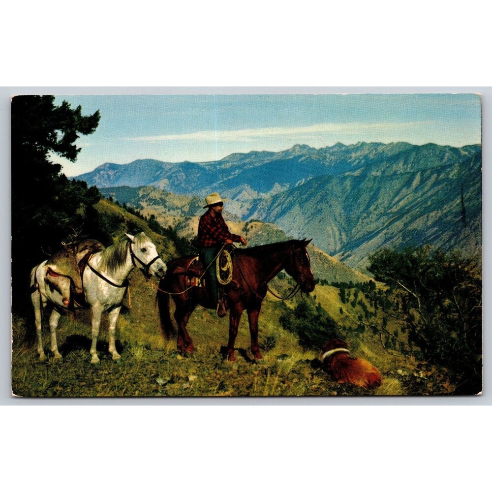Postcard Western Deer Hunter on Horseback Horses Dog Unposted c1950s Cowboy VTG